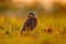 Brazil wildlife, sunset with owl. Burrowing Owl, Athene cunicularia, night bird with beautiful evening sun light, animal in the