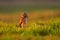 Brazil wildlife, sunset with owl. Burrowing Owl, Athene cunicularia, night bird with beautiful evening sun light, animal in the