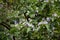 Brazilean Blue Potato Tree, Solanum wrightii