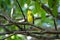 Braziliaanse Klauwiercotinga, Shrike-like Cotinga, Laniisoma elegans