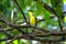 Braziliaanse Klauwiercotinga, Shrike-like Cotinga, Laniisoma elegans