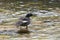 Braziliaanse Zaagbek, Brazilian Merganser, Mergus octosetaceus