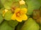 Brazilian beauty nature flowers - Yellow tropical flower