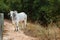 Brazilian beef cattle bull - nellore, white cow