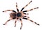 The Brazilian Black and White Tarantula