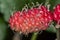 Brazilian Blackberry MORUS CELTIDIFOLIA on mulberry close up photo - Macro photo of brazilian balckberry on mulberry