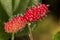 Brazilian Blackberry MORUS CELTIDIFOLIA on mulberry close up photo - Macro photo of brazilian balckberry on mulberry