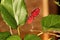 Brazilian Blackberry MORUS CELTIDIFOLIA on mulberry close up photo - Macro photo of brazilian balckberry on mulberry