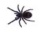 Brazilian blue tarantula on white background