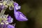 Brazilian boldo flower - Plectranthus barbatus flower