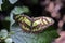 Brazilian butterfly sighted in remnant of the Atlantic Rainforest