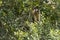 Brazilian Capuchin Monkey Peering out of Tree