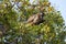 Brazilian Capuchin Monkey in Tree Looking at Hands