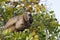 Brazilian Capuchin Monkey in Tree Looking at Up at Sky