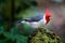 Brazilian Cardinal