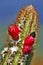 Brazilian Cerrado Cactus Flower
