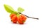 Brazilian cherry: pitanga Eugenia uniflora. White background