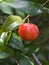 Brazilian Cherry (Pitanga) on Tree