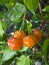 Brazilian Cherry (Pitanga) on Tree