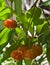 Brazilian Cherry (Pitanga) on Tree