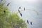 Brazilian cormorant, bird very common in Brazilian lakes