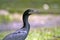 Brazilian cormorant, bird very common in Brazilian lakes