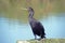 Brazilian cormorant or Neotropic cormorant