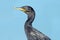 Brazilian cormorant or Neotropic cormorant