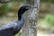 Brazilian cormorant or Phalacrocorax brasilianus