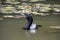 Brazilian cormorant swimming in the lake