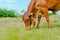 Brazilian cow eating  green grass