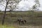 Brazilian cowboy riding horse