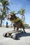 Brazilian Dog Riding Skateboard Rio de Janeiro Brazil