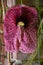 Brazilian dutchman`s pipe , aristolochia gigantea,
