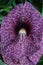 Brazilian dutchman`s pipe , aristolochia gigantea,