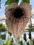 Brazilian Dutchman`s pipe Aristolochia gigantea, Giant pelican flower, Riesen-Pelikanblume, Pfeifenblume, Gespensterblume