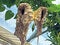 Brazilian Dutchman`s pipe Aristolochia gigantea, Giant pelican flower, Riesen-Pelikanblume, Pfeifenblume, Gespensterblume