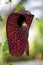 Brazilian Dutchman\\\'s Pipe Flower