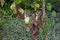 Brazilian Dutchman`s pipe flower, Aristolochia gigantea