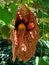 Brazilian Dutchman`s pipe or giant pelican flower, Aristolochia gigantea