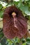 Brazilian Dutchman`s pipe or giant pelican flower, Aristolochia gigantea