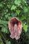 Brazilian dutchman`s pipe, a strange and huge flower