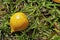 Brazilian exotic fruit, Yellow abiu, on soil, Pouteria caimito