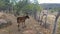 Brazilian Farm - Calf cow in the grass