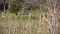 Brazilian Farmer Walking Away In A Field With Cows