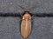 Brazilian Firefly Beetle