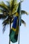 Brazilian Flag and a Palm Tree