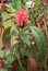 Brazilian Flower of Flamingo also Known as Justicia Jacobinia Carnea