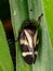 Brazilian Froghopper