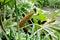 Brazilian Giant Rhubarb Gunnera Manicata